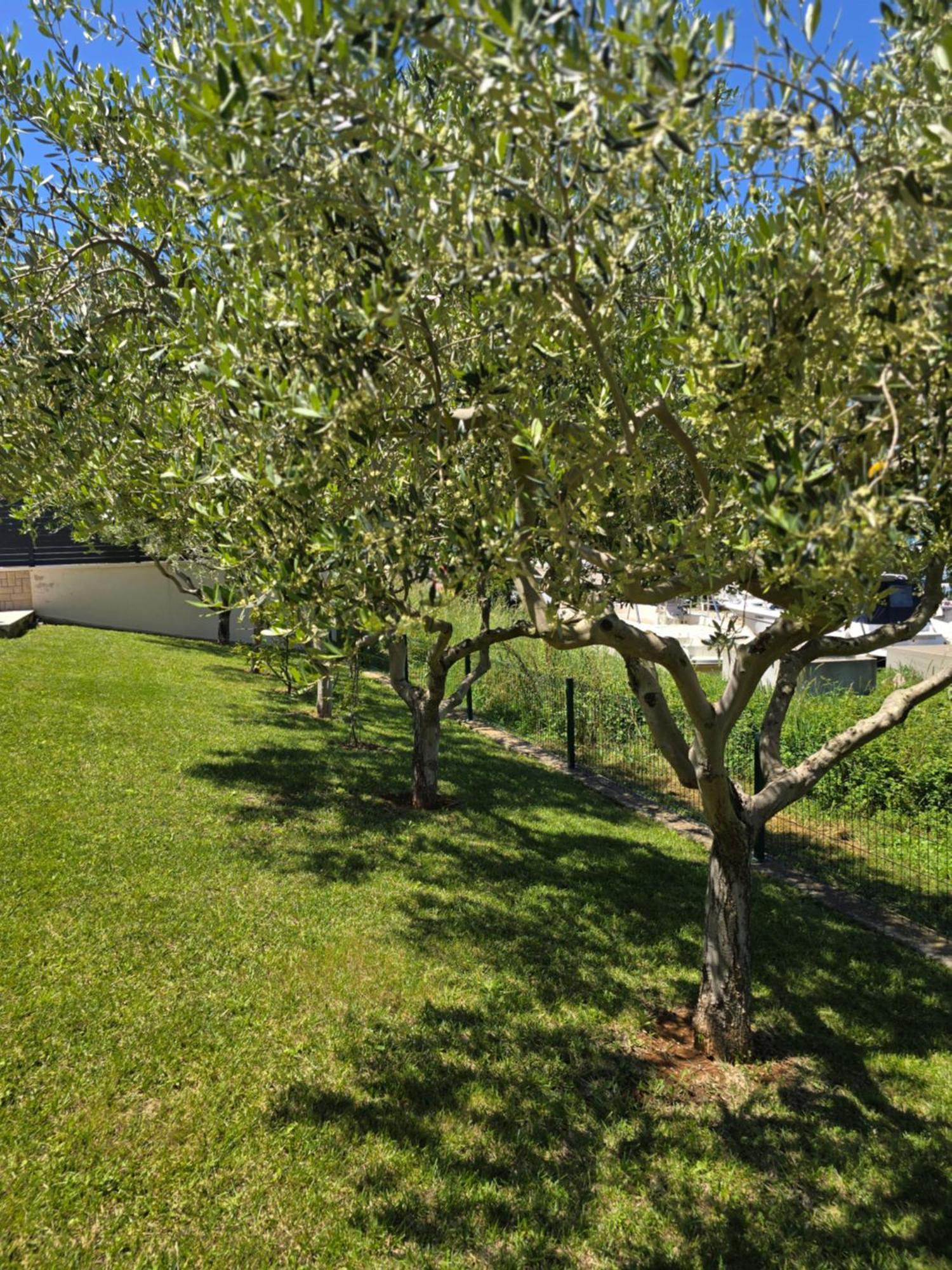 Olive Garden, Apartment With A Private Pool Banjole Exteriör bild